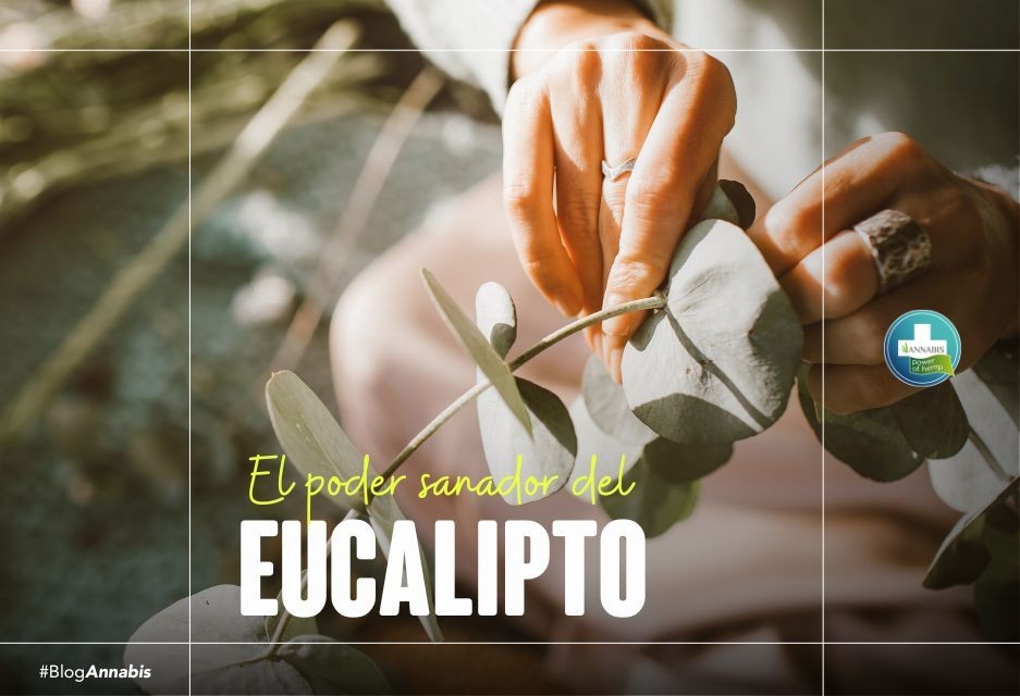 El poder sanador del Eucalipto